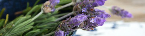 DoTerra Essential Oil lavender