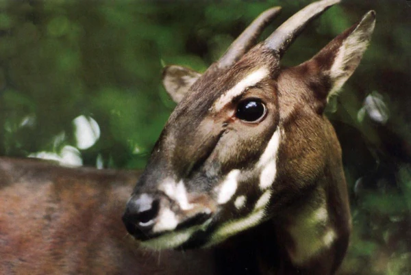 saola animal 8a806ed4 1961 4391 8c34 1af15c158db6