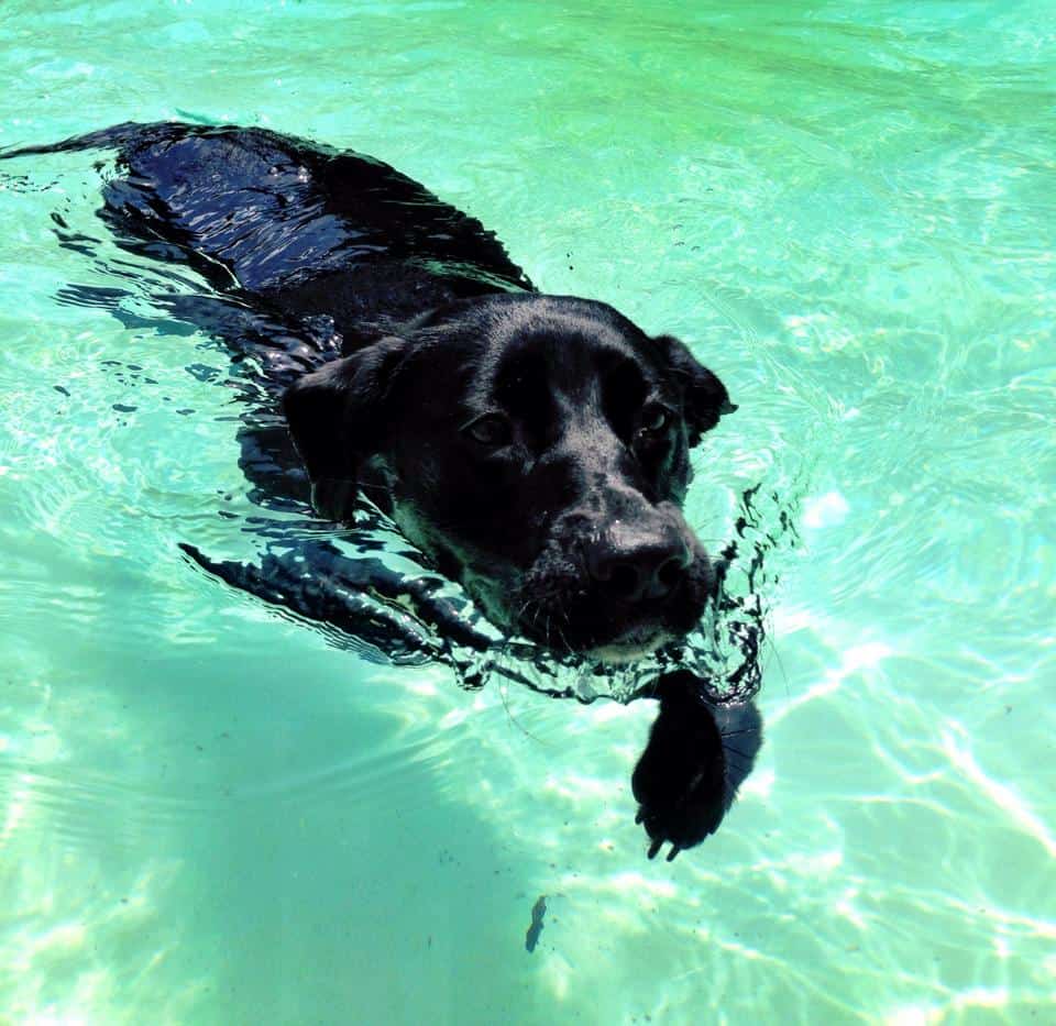 dog swimming teach