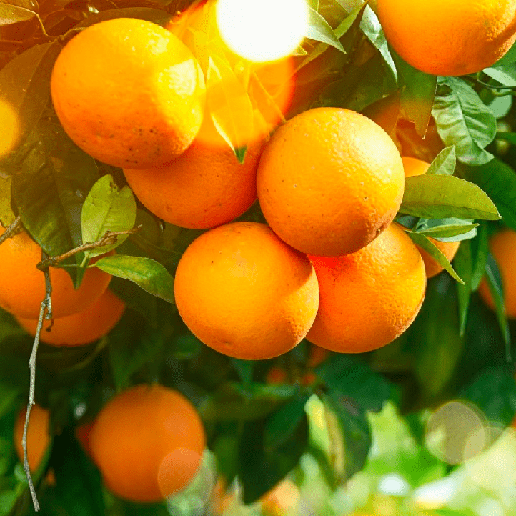 orange essential oil living libations